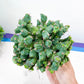Large Euphorbia Clivicola (#M4) | Indoor Cactus | Grafted