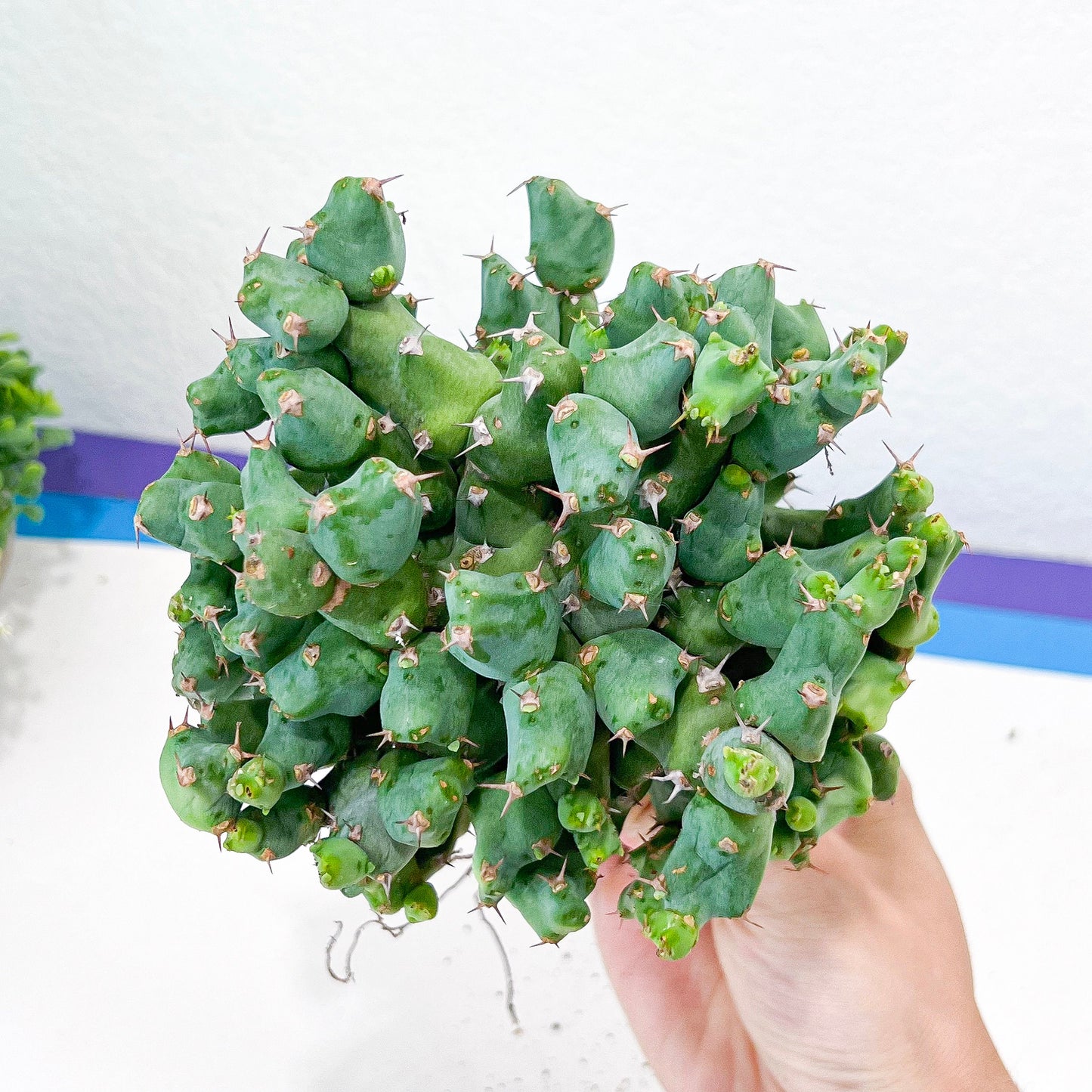 Grafted Clivicola Cluster (#M4) | Indoor Cactus | Grafted