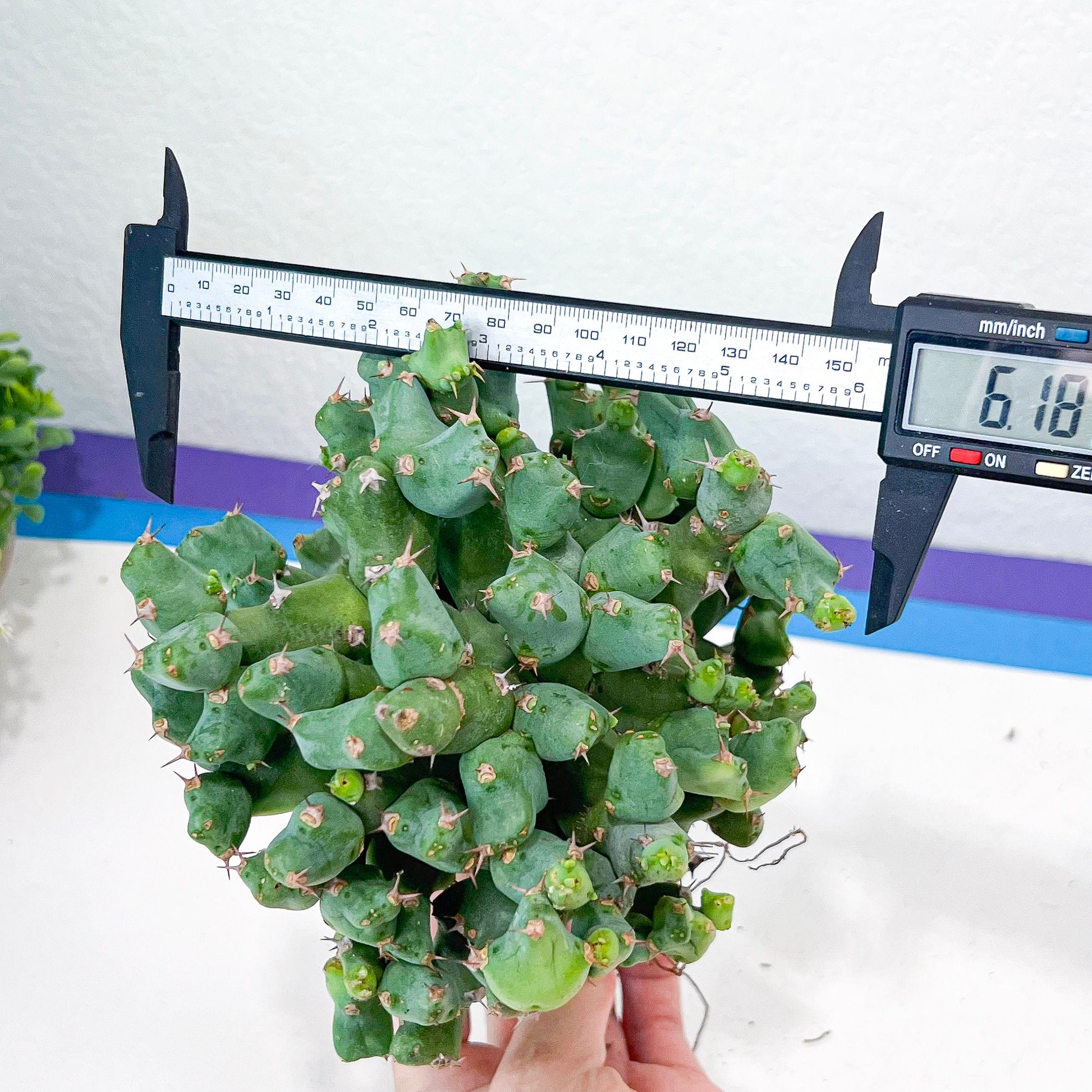 Grafted Clivicola Cluster (#M4) | Indoor Cactus | Grafted