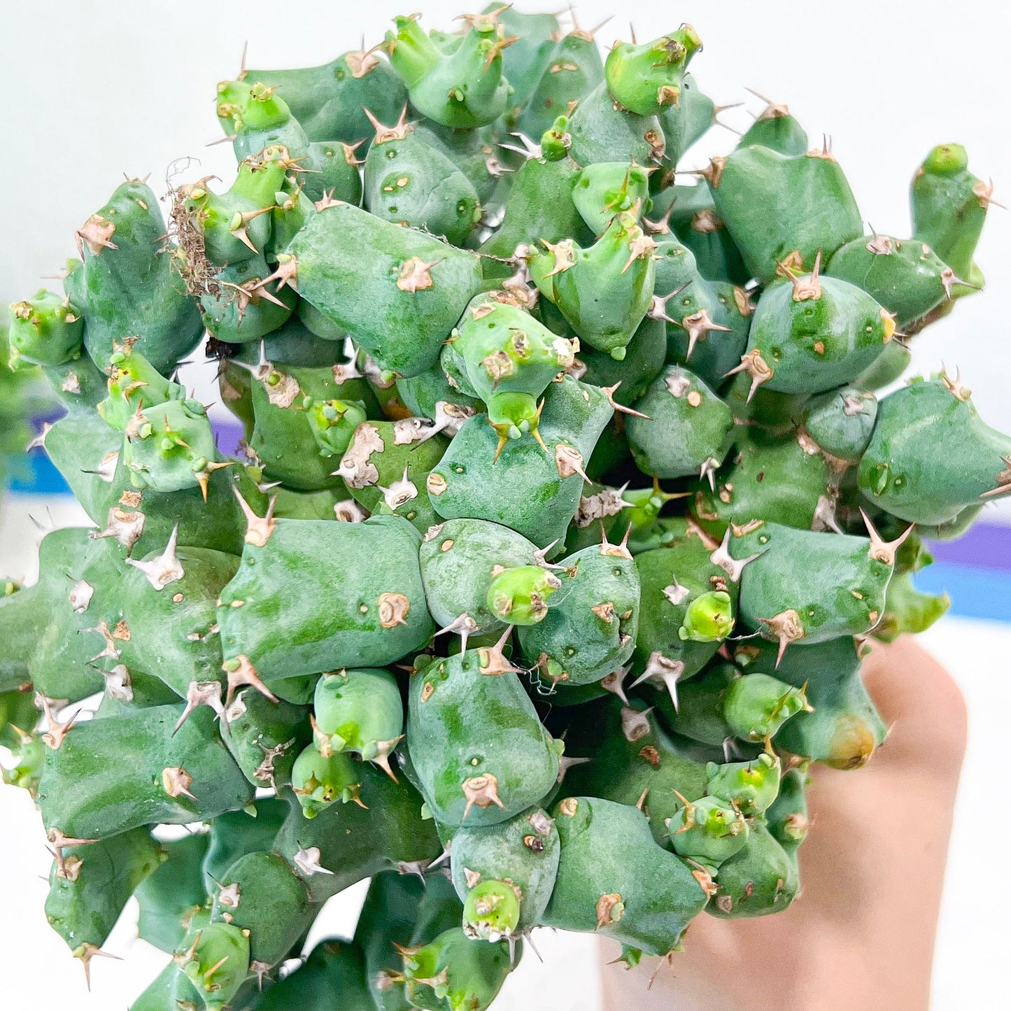 Grafted Clivicola Cluster (#M4) | Indoor Cactus | Grafted