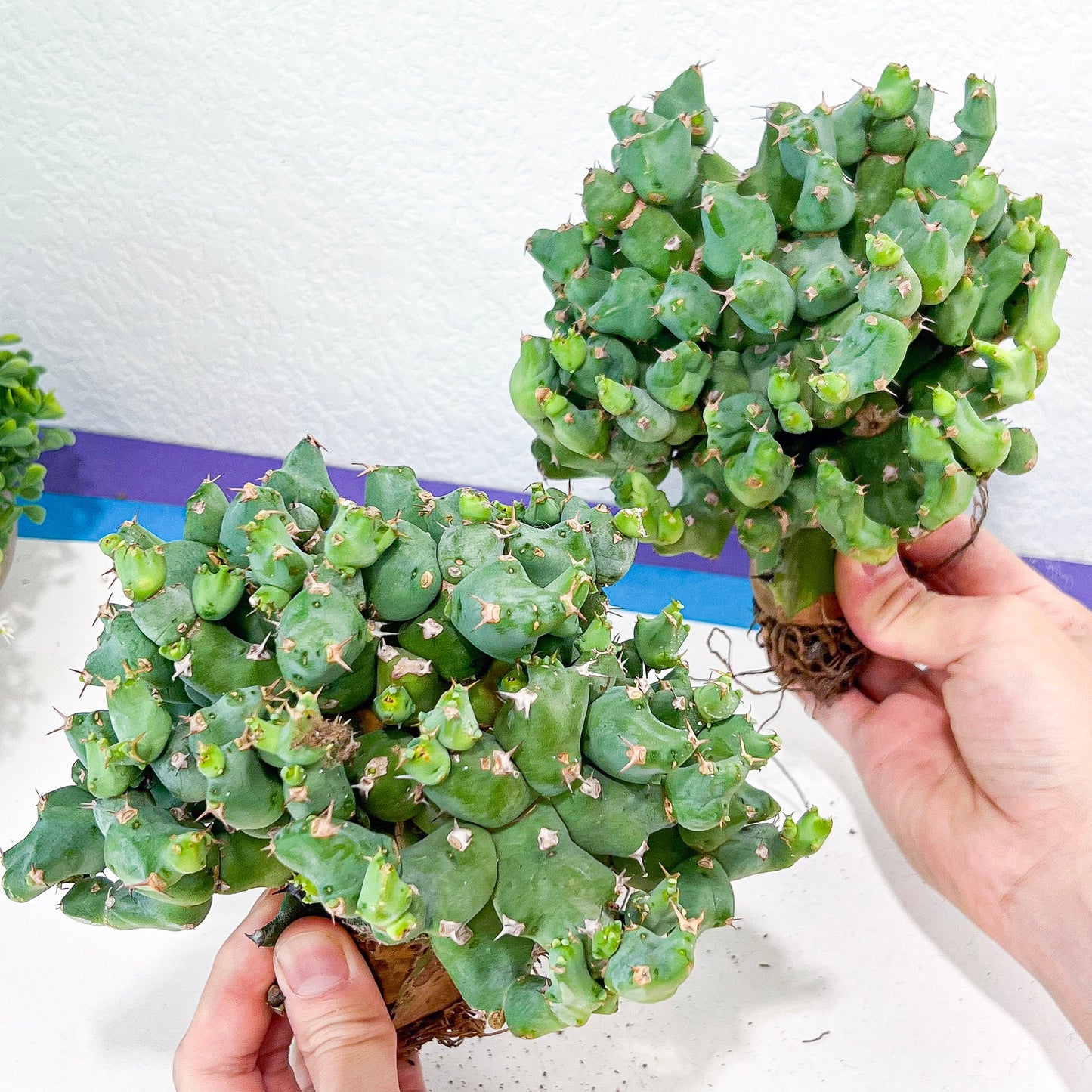 Grafted Clivicola Cluster (#M4) | Indoor Cactus | Grafted