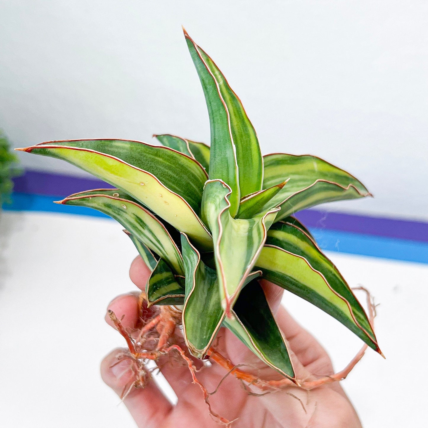 Sansevieria Blue Leaf Variegated (#H24) | Rare Imported House Plants