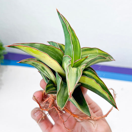 Sansevieria Blue Leaf Variegated (#H24) | Rare Imported House Plants