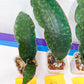 Sansevieria sp. Mafinga CG163.2 (#A23) | Unique Leaves | Easy Growers