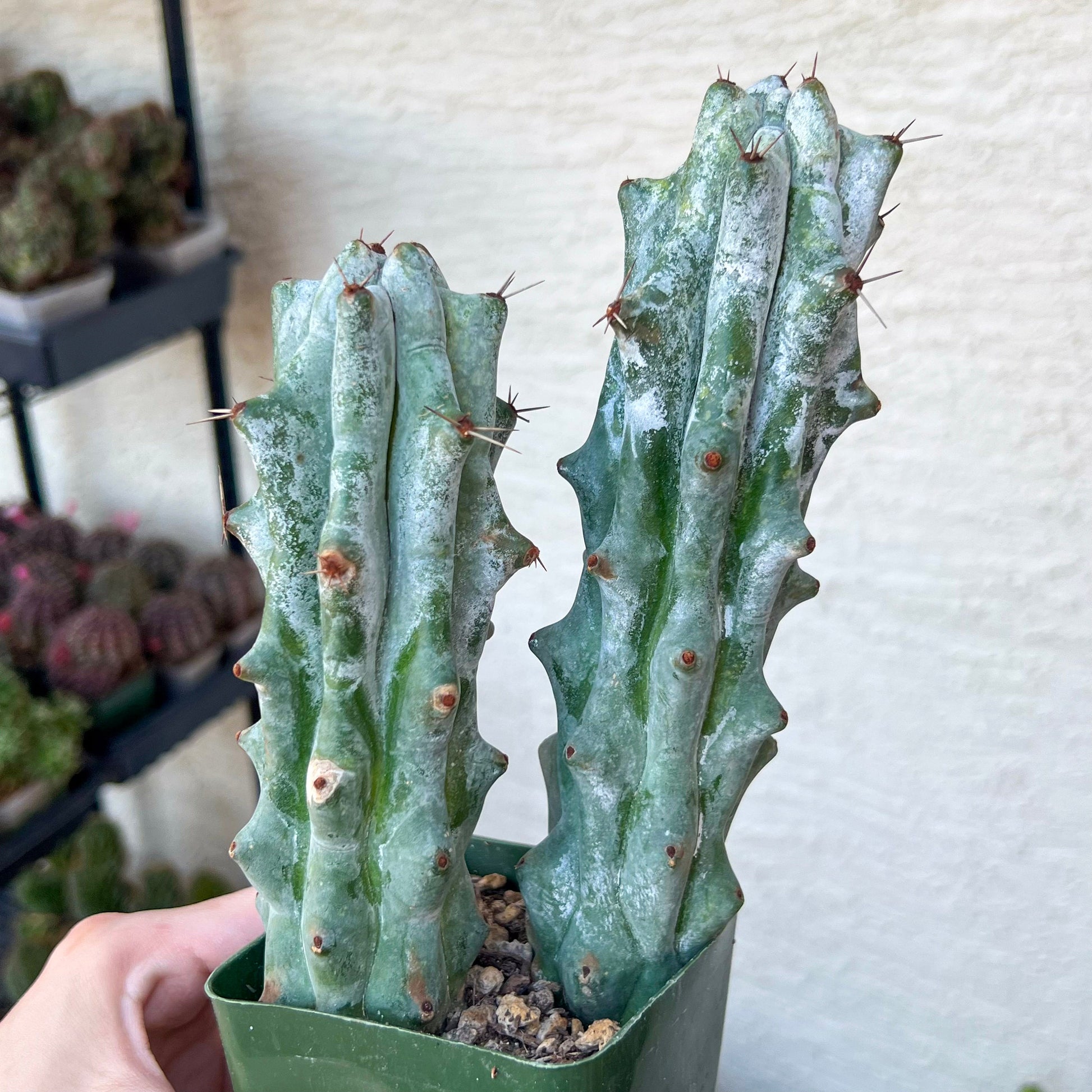 Stenocereus Beneckei (#M31) | White Cactus | Rare Imported Plants | Ghost Cactus