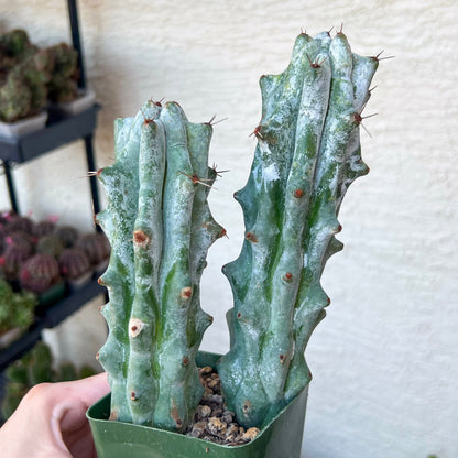 Stenocereus Beneckei | White Cactus | Rare Imported Plants