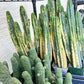 Giant Cactus Variegated | Rare Cactus | Very Rare Import | Myrtillocactus
