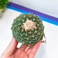 Echeveria Artich Cactus (#V7)| Cactus | Rare House Plants