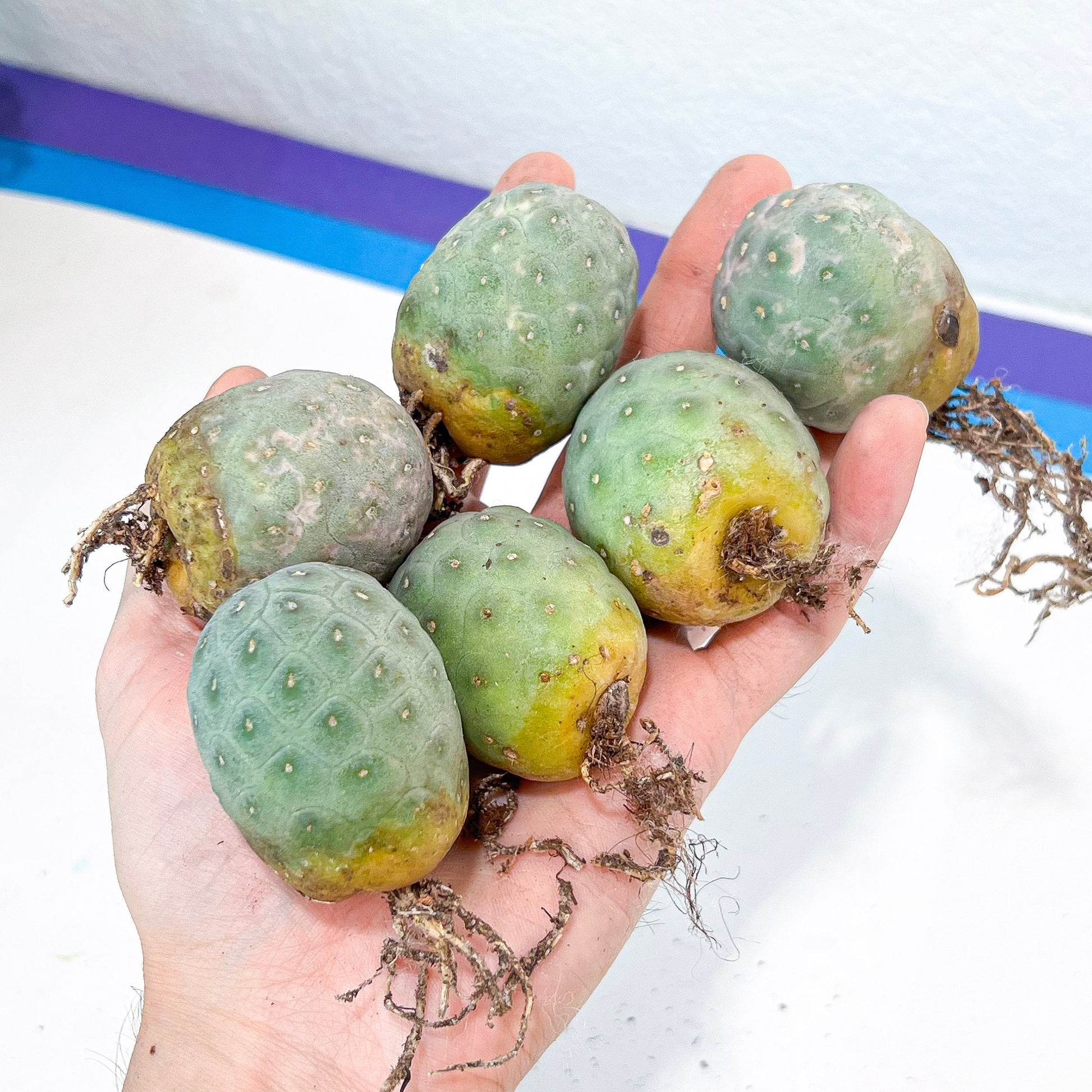 Rare Tephrocactus Geometricus: Single Ball Cactus