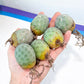 Rare Cactus - Tephrocactus Geometricus | Imported Cactus | Rare Succulent