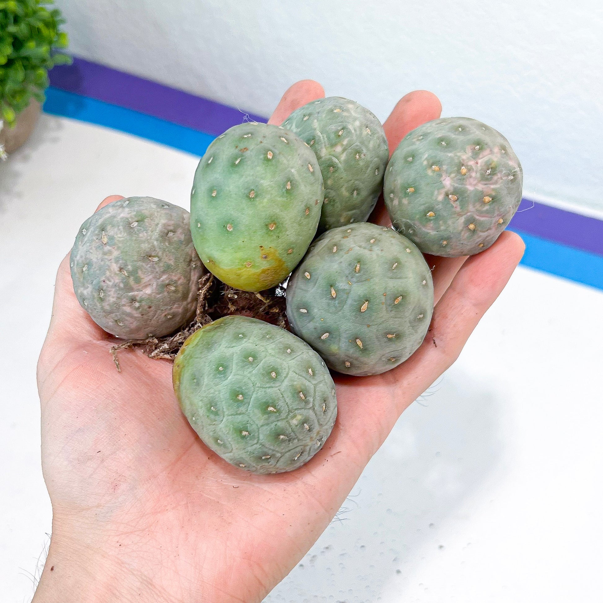 Tephrocactus Geometricus | Single Ball Cactus | Imported Cactus