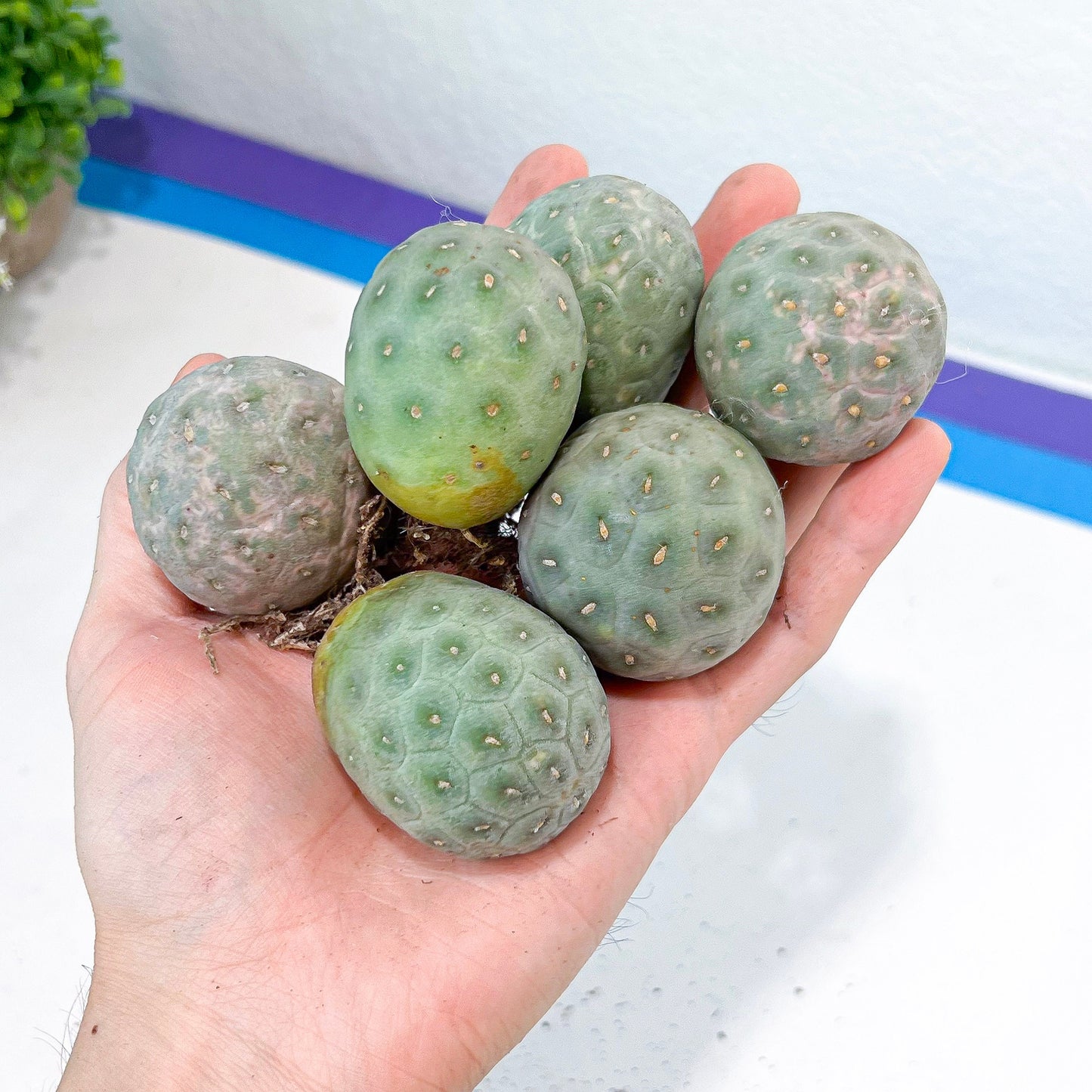 Rare Tephrocactus Geometricus: Single Ball Cactus