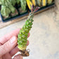 Monadenium Ritchiei (#M2) | Cactus Indoors | Color Change Seasonaly