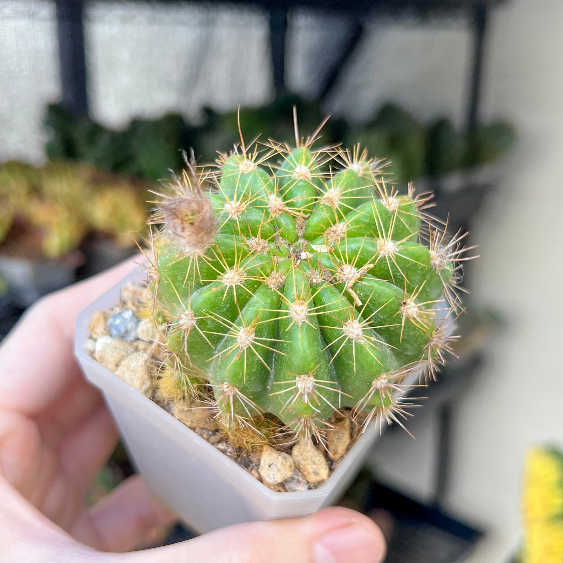 Mammillaria (#V101) | Cactus Plant Live | Rare Cactus