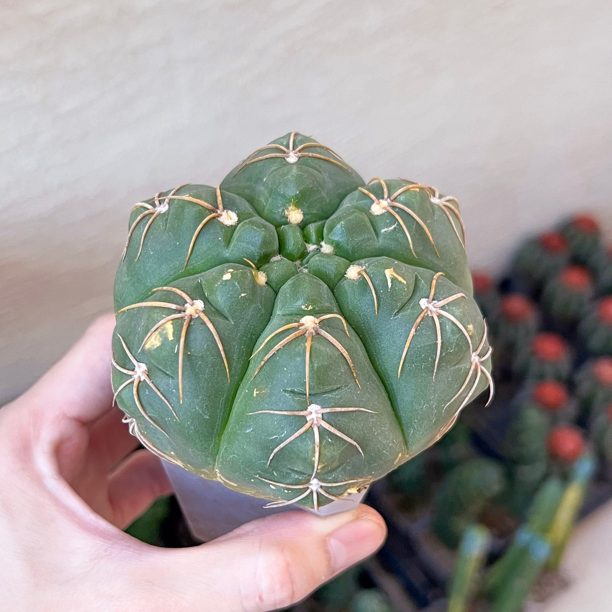 Giant Gymnocalycium Horstii (#V2) | Live cactus | 3.6inch Wide