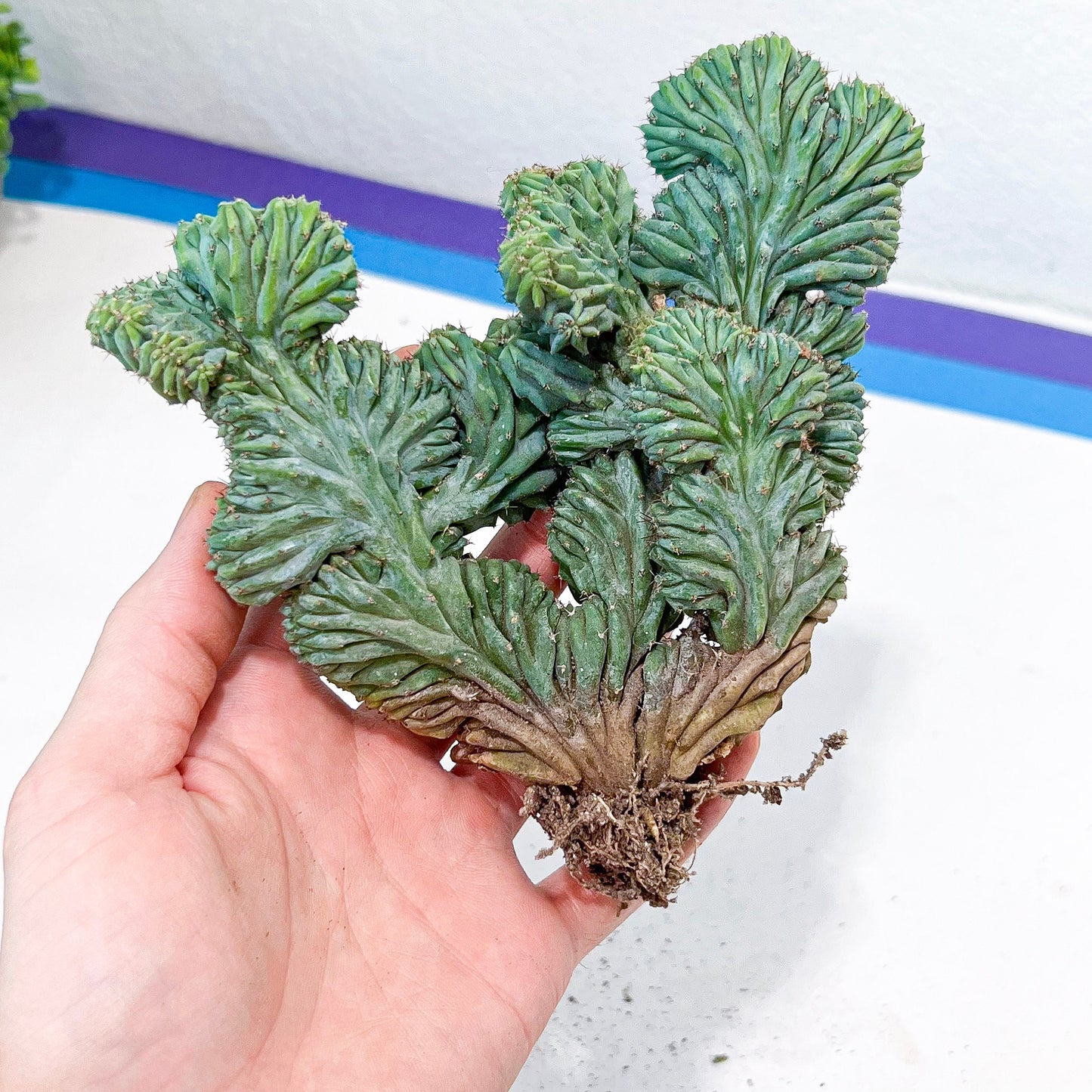 Polaskia Chichipe F. Cristata Hort (#M64) | Rare Imported Cactus | Indoor Cactus