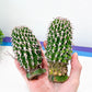 Rare Columnaris (#M9) | On The Graft | Rare Cactus | Easy Care Cactus