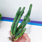 Boranensis Cluster (#V9) | Indoor Cactus | Easy Care Cactus