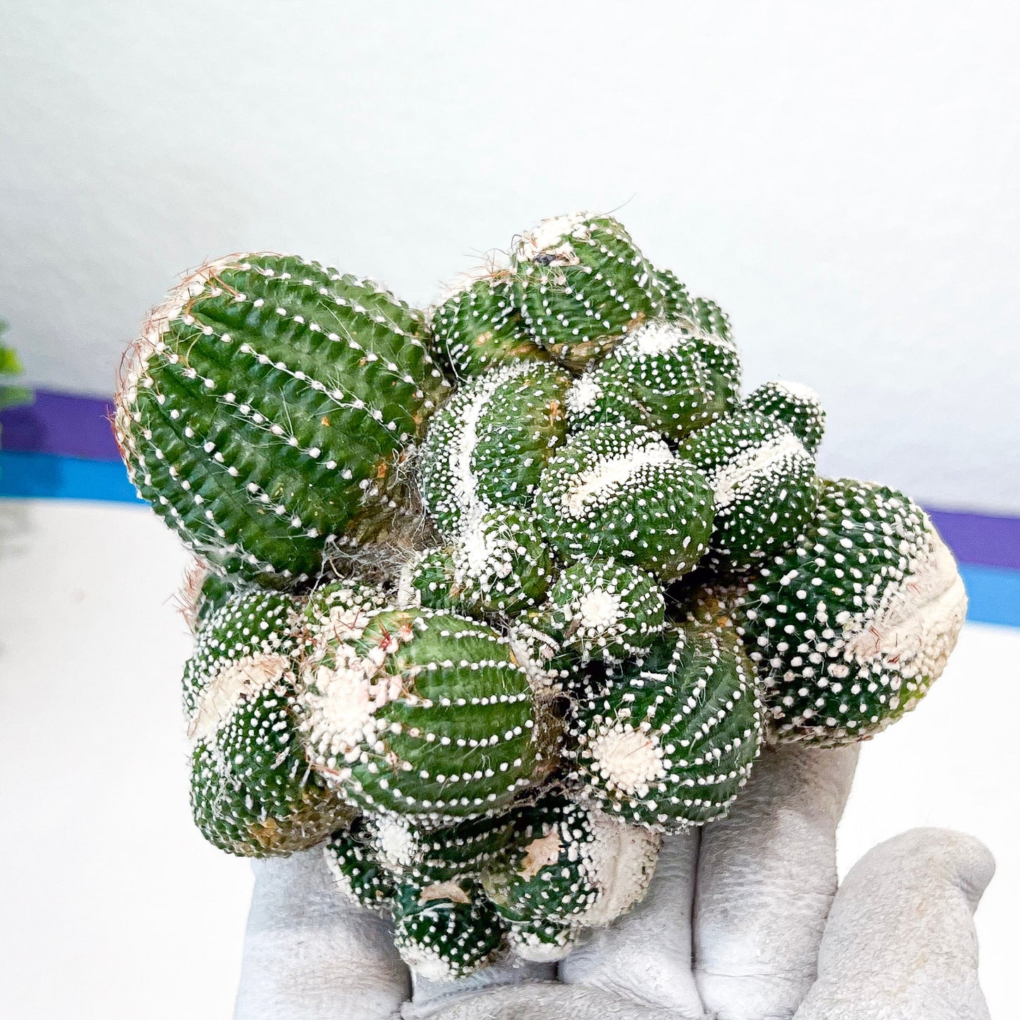 Notocactus Scopa cv. Inermis Cristata (#M9) | Indoor Cactus | Easy Care Cactus