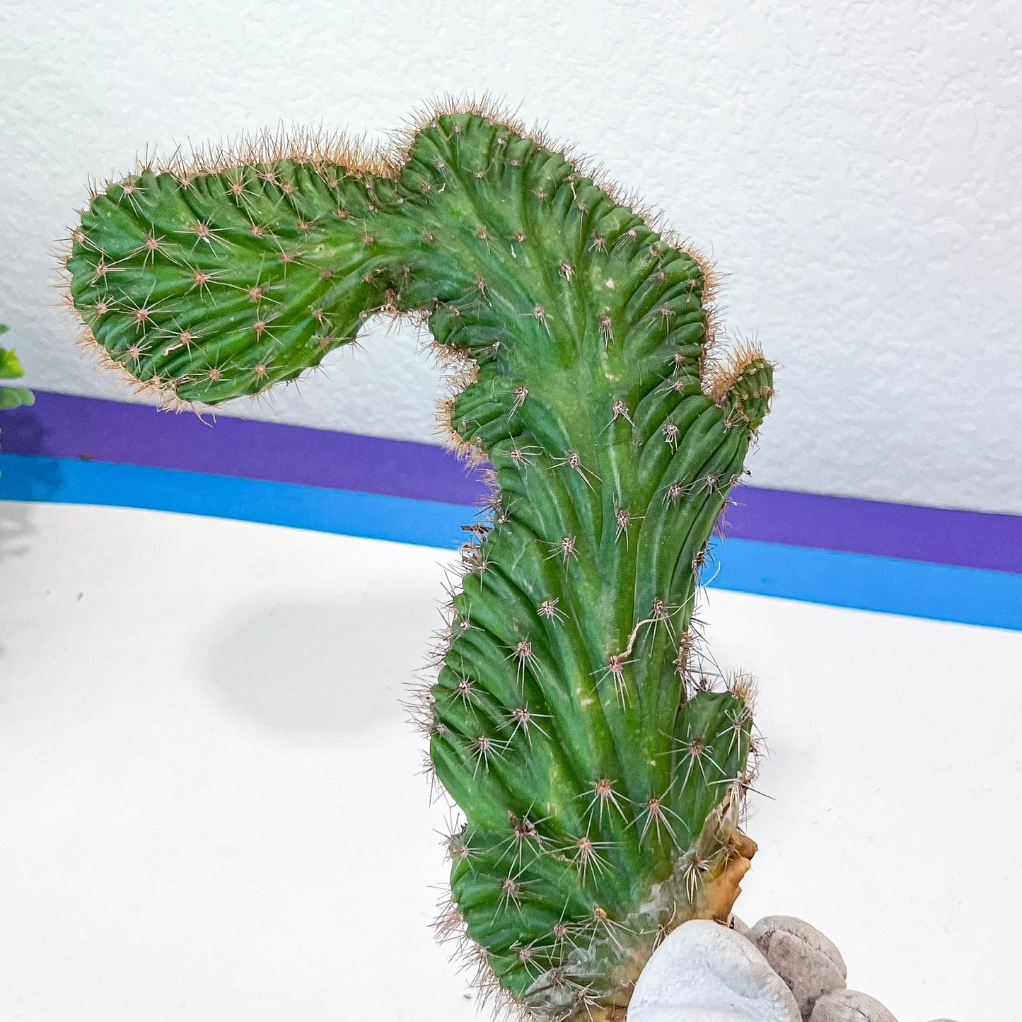 Lemaireocereus Stellatus f. Cristata (#M4) | Rare Succulents | Indoor Cactus