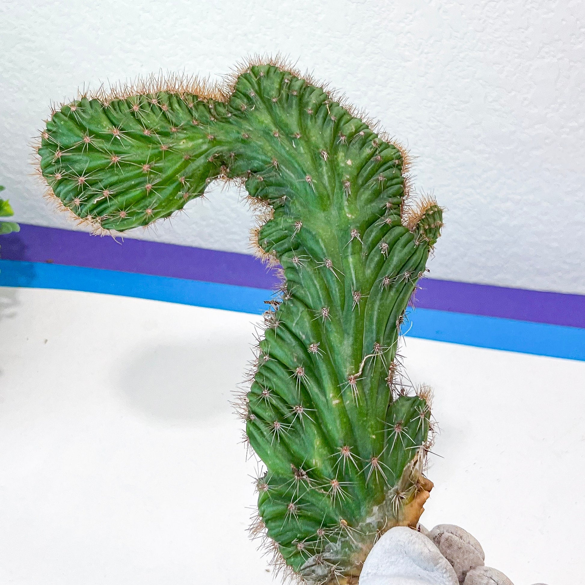 Lemaireocereus Stellatus f. Cristata (#M4) | Rare Succulents | Indoor Cactus