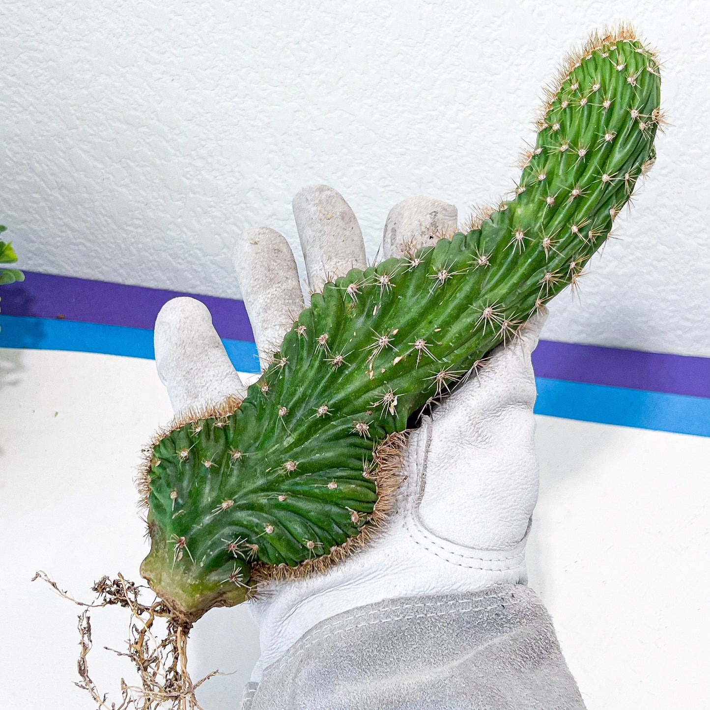 Lemaireocereus Stellatus f. Cristata (#M4) | Rare Succulents | Indoor Cactus