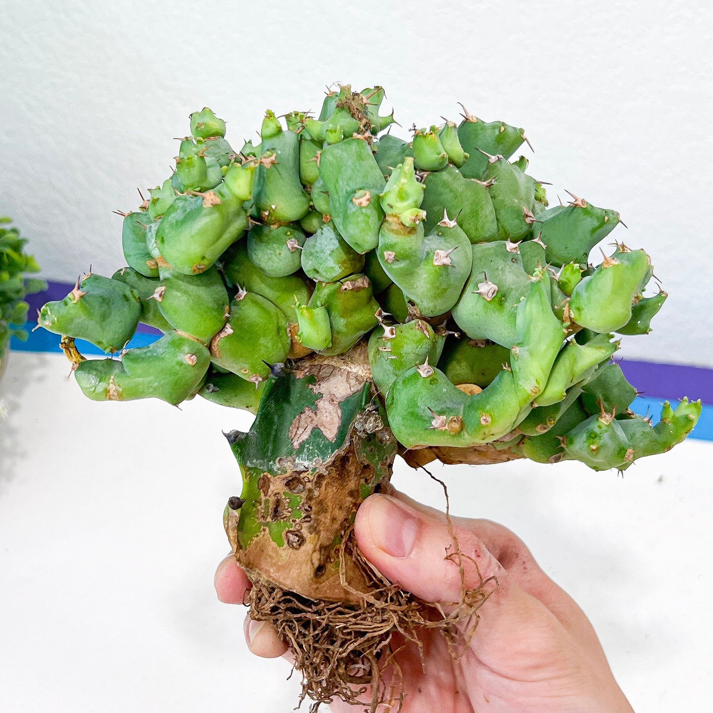 Grafted Clivicola Cluster (#M4) | Indoor Cactus | Grafted