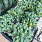 Grafted Clivicola Cluster (#M4) | Indoor Cactus | Grafted
