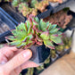 Echeveria Agavoides v Romeo Rubin Hybrid (#V7) | Rare Succulent | Live Succulent Plants | Very Rare Import