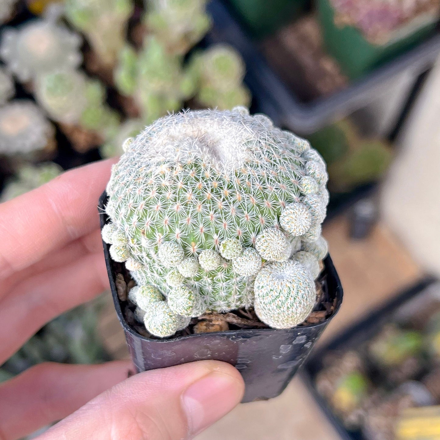 Epithelantha Micromeris (#M64) | Cotton Cactus | Ball Cactus