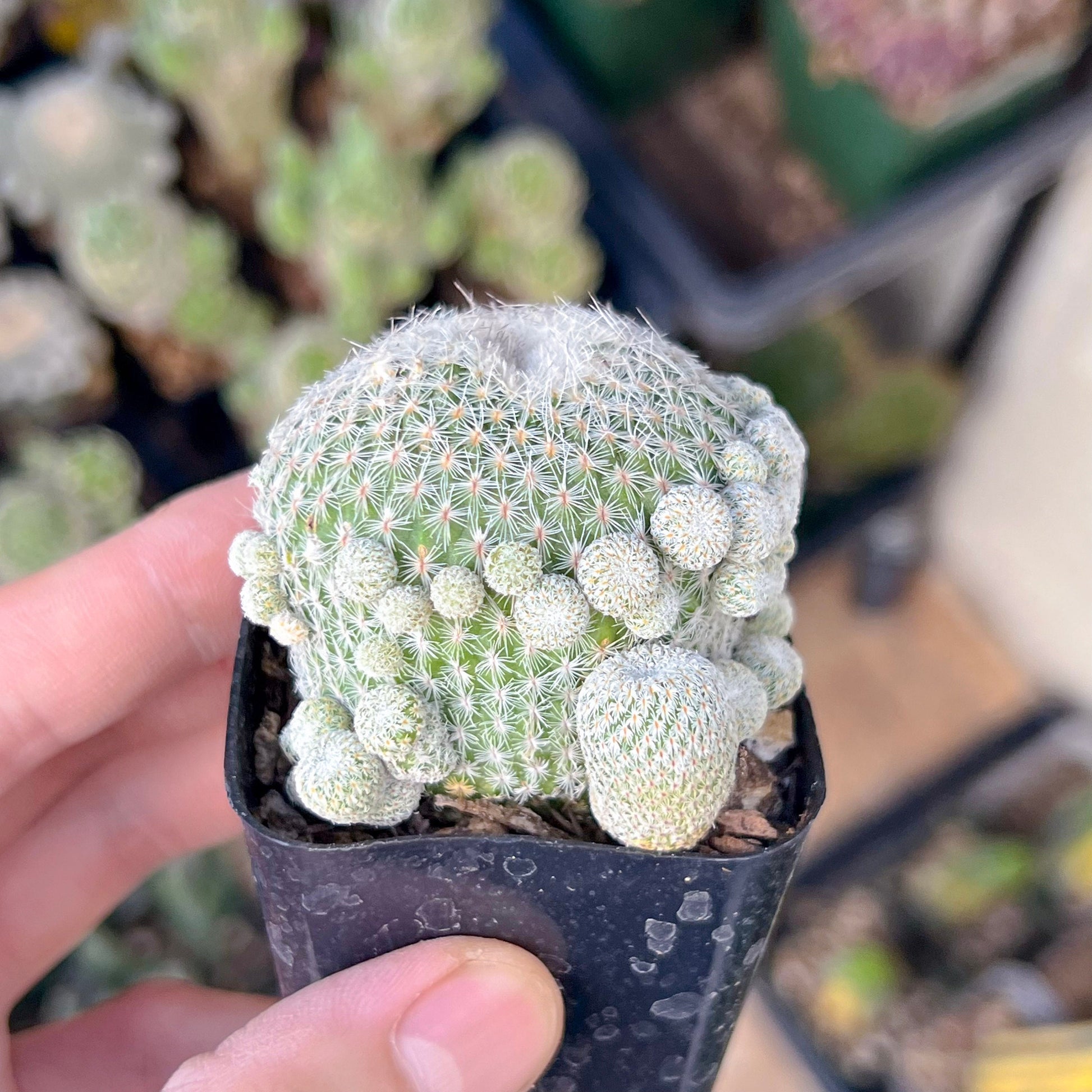 Epithelantha Micromeris (#M64) | Cotton Cactus | Ball Cactus