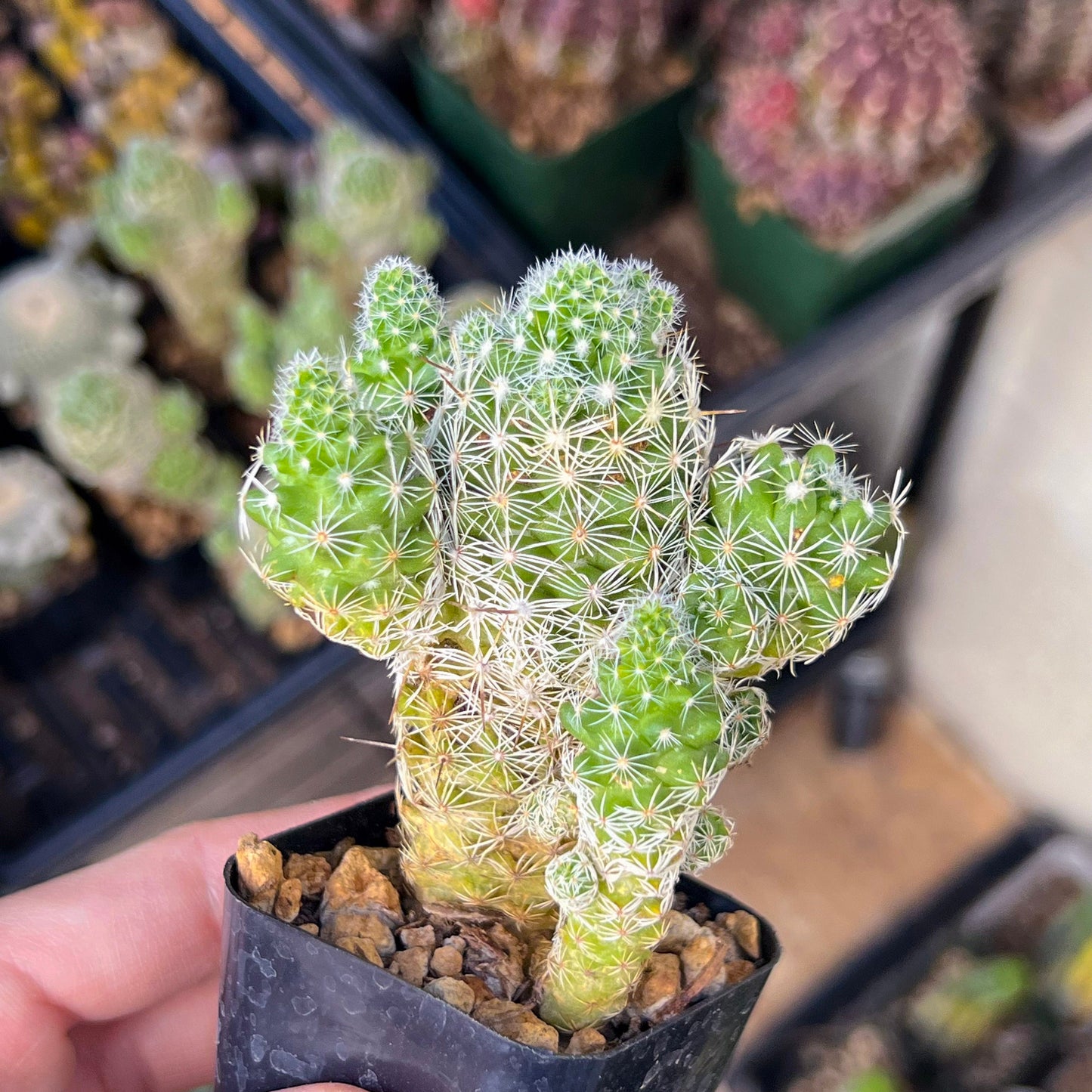 Mammillaria Vetula Ssp. Gracilis (#V101) | Cactus Plant Live | Rare Cactus