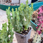 Caralluma Socotrana (#V8) | Rare Cactus | Starfish Flower | 5~6 Inch Tall
