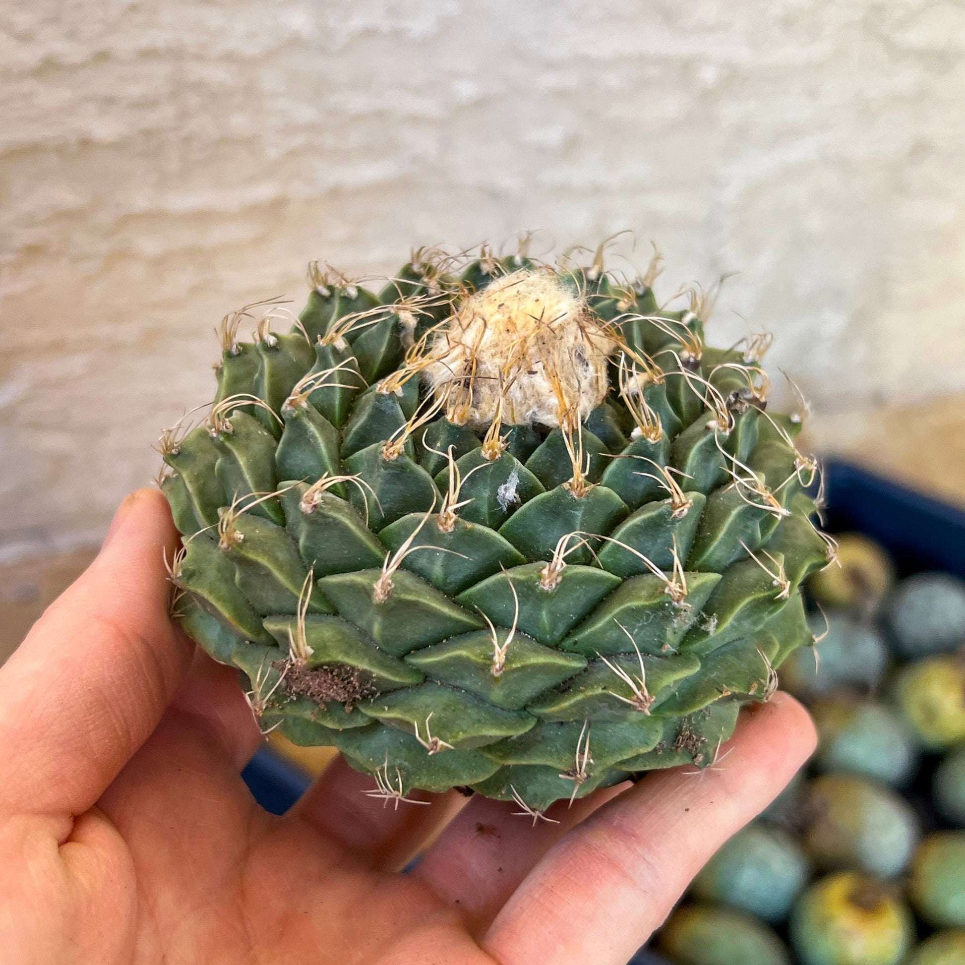 Echeveria Artich Cactus | Cactus | Rare House Plants