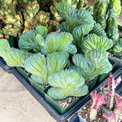 Myrtillocactus Geometrizans Crested | Imported Cactus