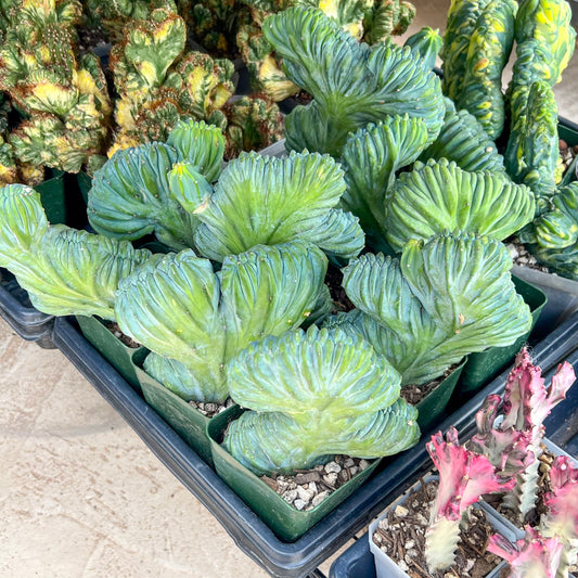 Myrtillocactus Geometrizans Crested | Imported Cactus
