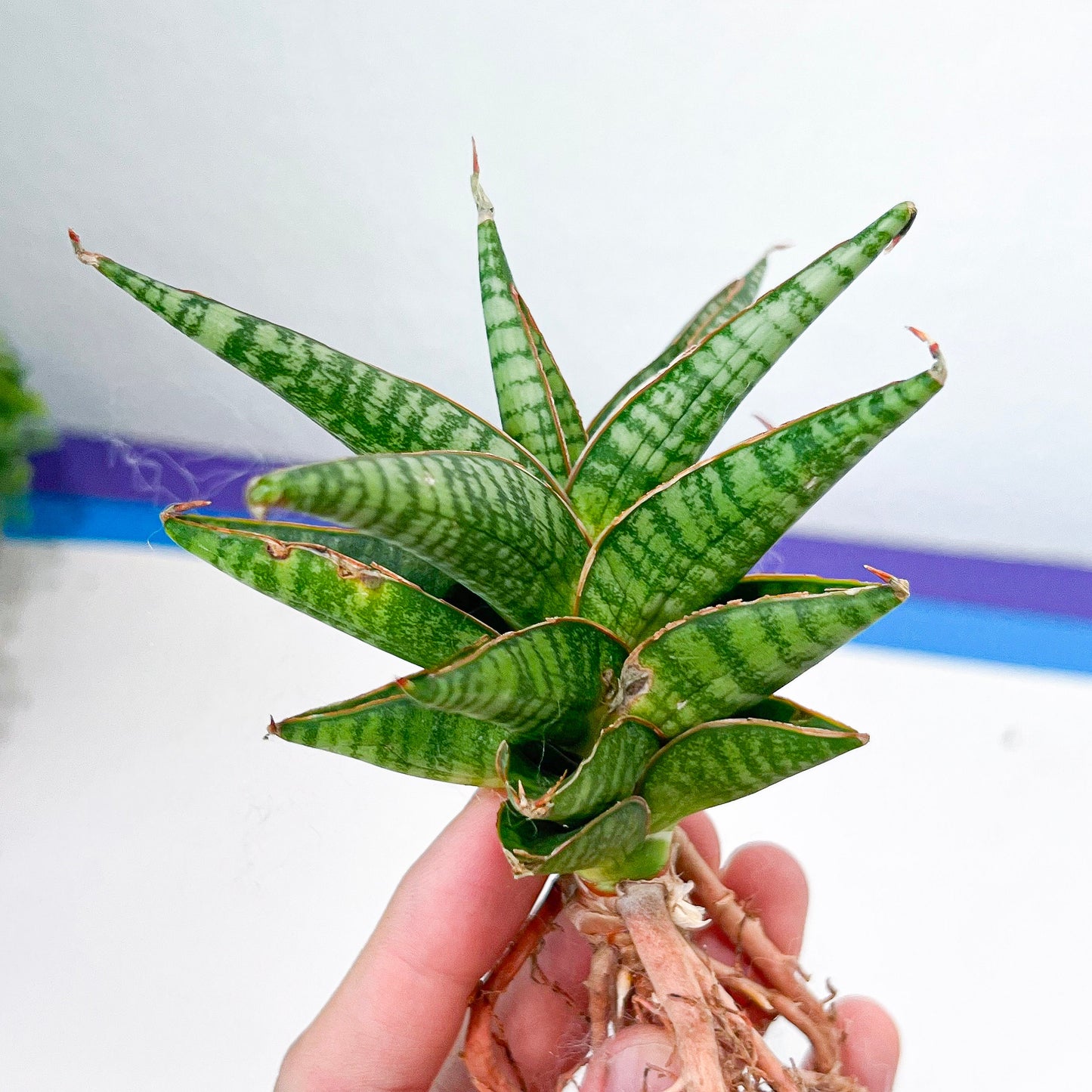 Sansevieria Banteng (#H1) | Indoor Snake Plants | Rare Snake Plant