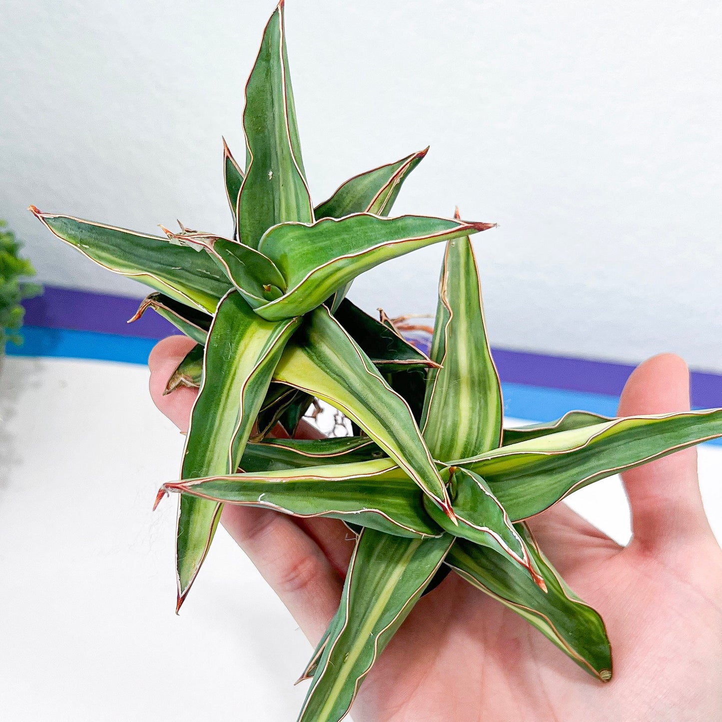 Sansevieria Blue Leaf Variegated (#H24) | Rare Imported House Plants