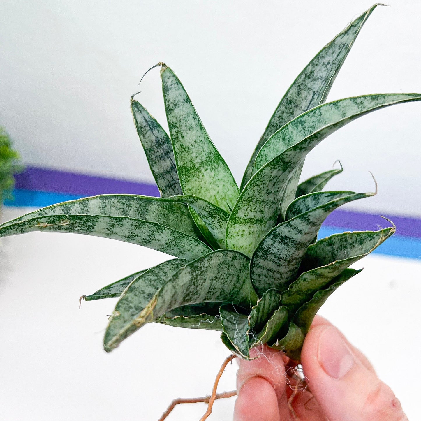 Sansevieria Crocodile Rock (#H1) | Indoor Snake Plants | Rare Snake Plant