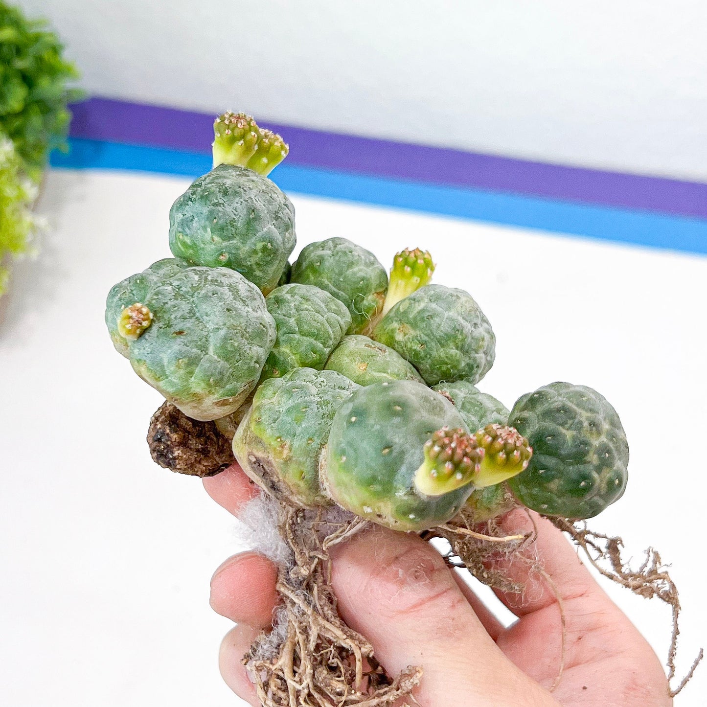 Puna bonnieae f. major inermis (#M64) | Cactus Indoors | Rare Cactus