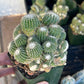 Notocactus Scopa cv. Inermis Cristata (#M9) | Indoor Cactus | Easy Care Cactus