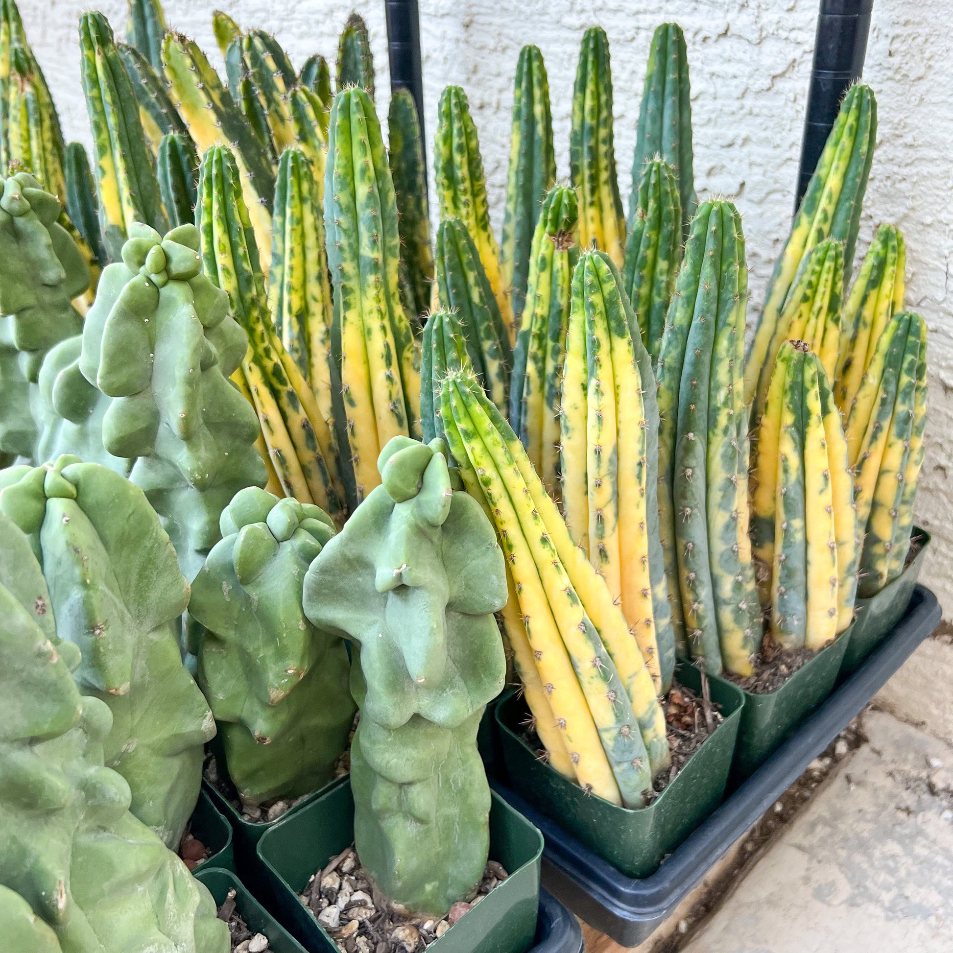 Giant Cactus Variegated | Rare Cactus | Very Rare Import | Myrtillocactus