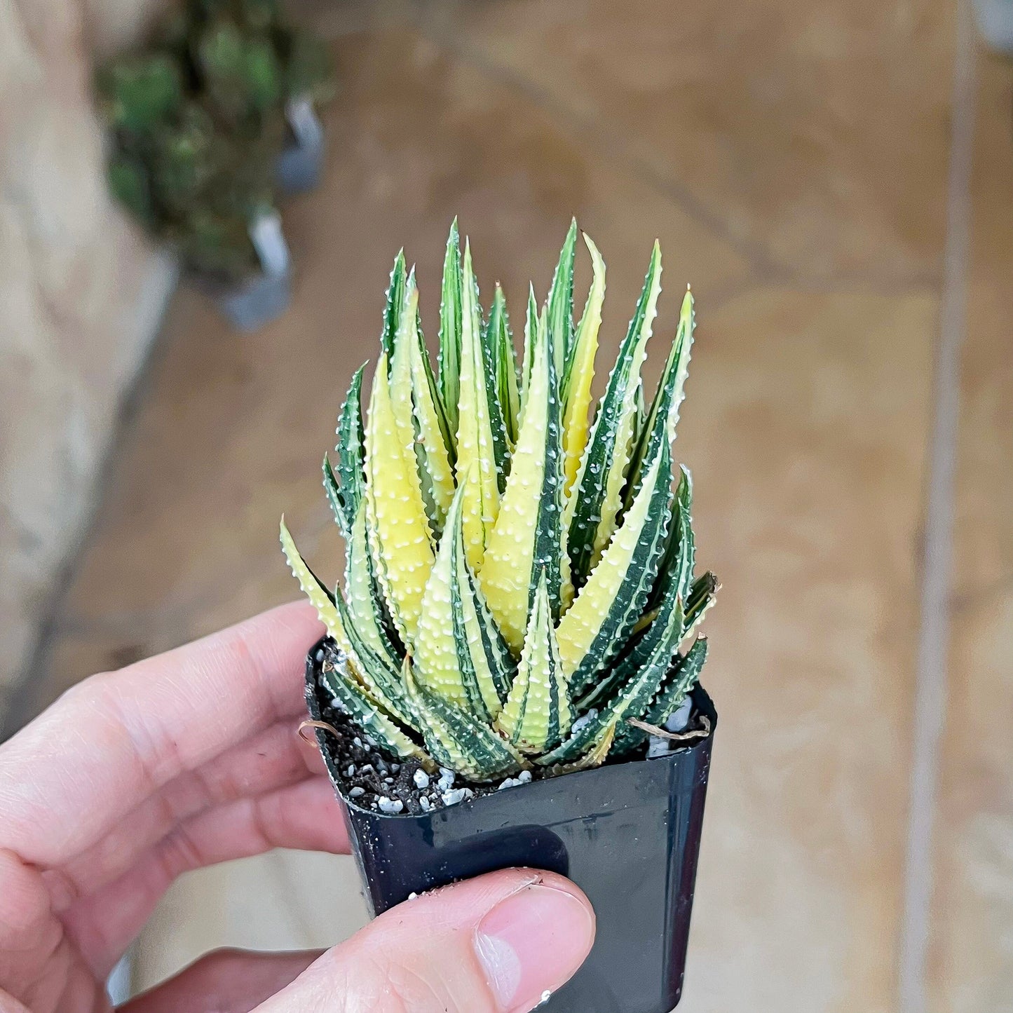 Haworthia Attenuata var. Radula Variegata (#HZ6) | Impored Haworthia | Rare Haworthia | Rare Succulant