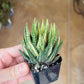 Haworthia Attenuata var. Radula Variegata (#HZ6) | Impored Haworthia | Rare Haworthia | Rare Succulant