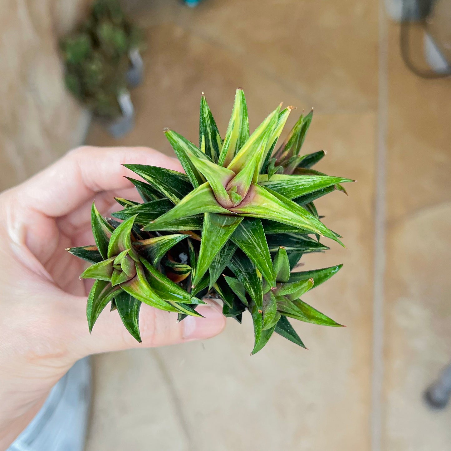 Haworthiopsis Tortuosa Variegata (#HZ5) | Impored Haworthia | Rare Haworthia