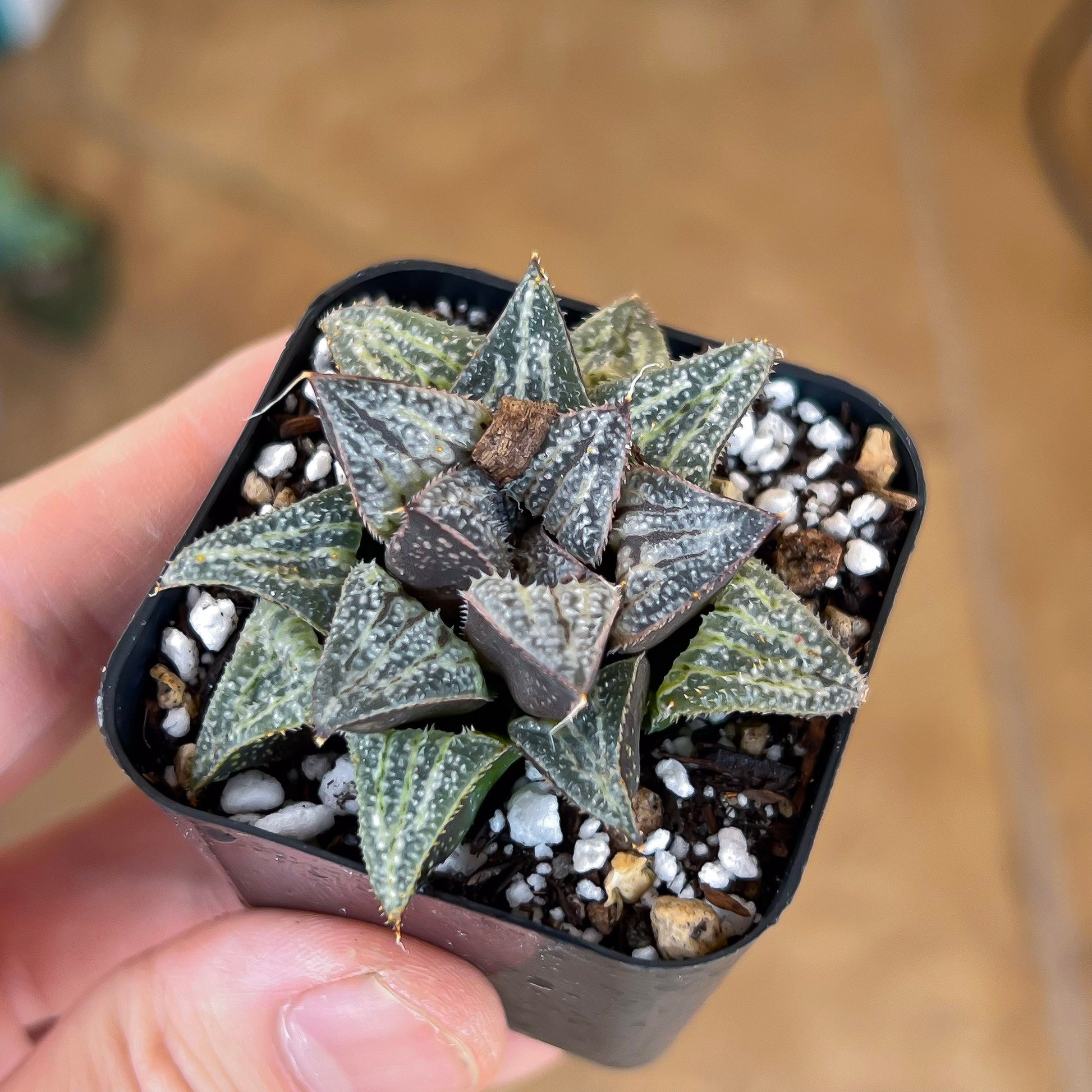 Haworthia Yukigeshiki (#HC3) | Impored Haworthia | Rare Haworthia | Rare Succulant