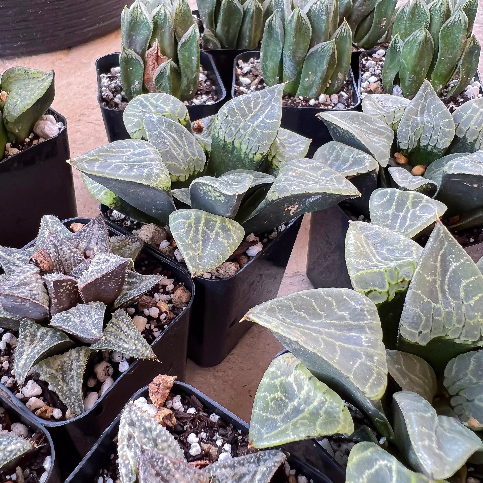 Haworthia Yukigeshiki (#HC3) | Impored Haworthia | Rare Haworthia | Rare Succulant