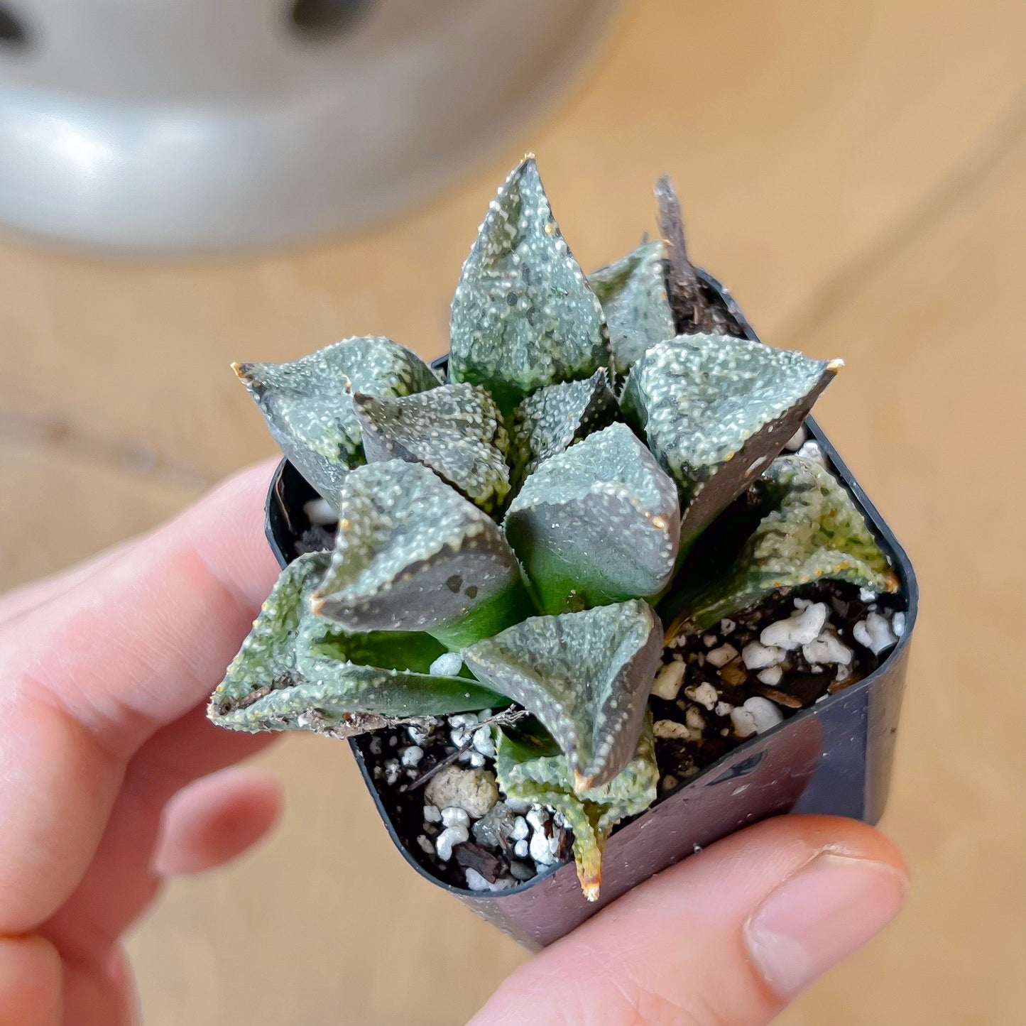 Haworthia Blue Crab (#HB4) | Impored Haworthia | Rare Haworthia | Rare Succulant