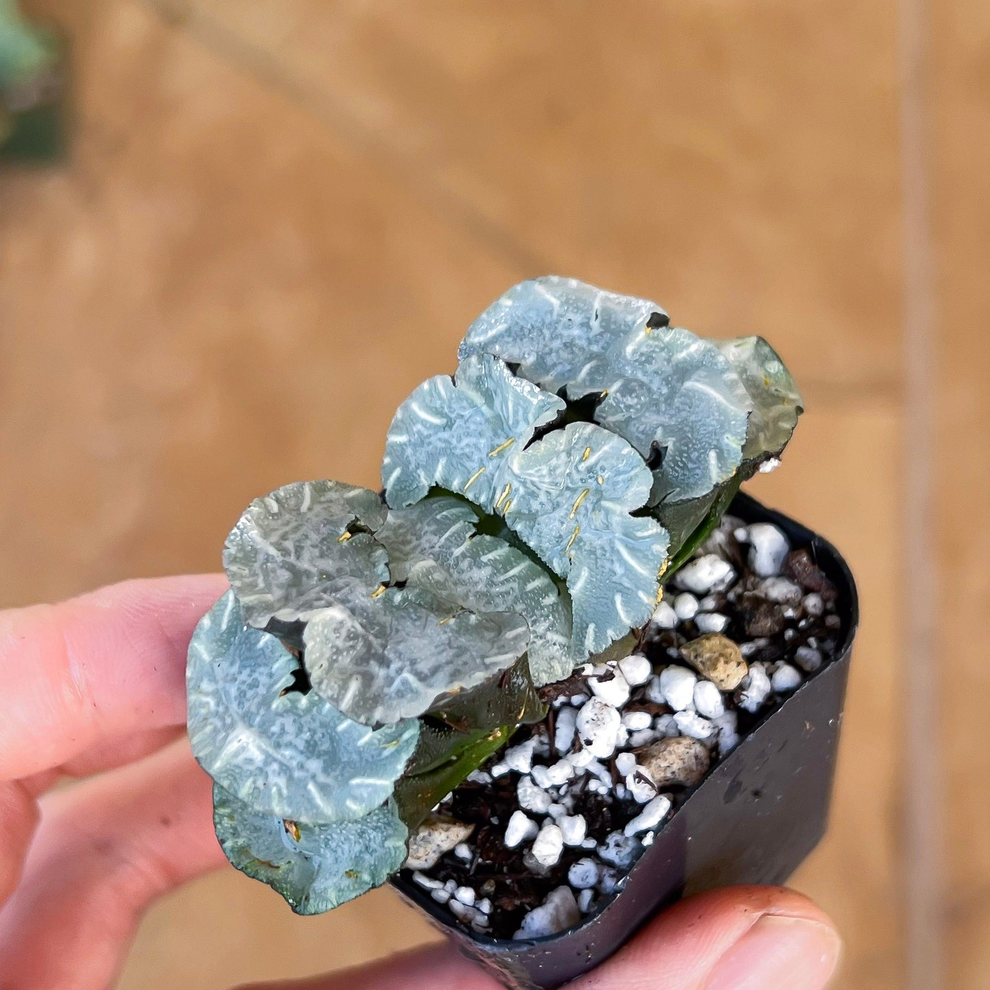 Haworthia Truncata White Mammoth (#HY4) | Impored Haworthia