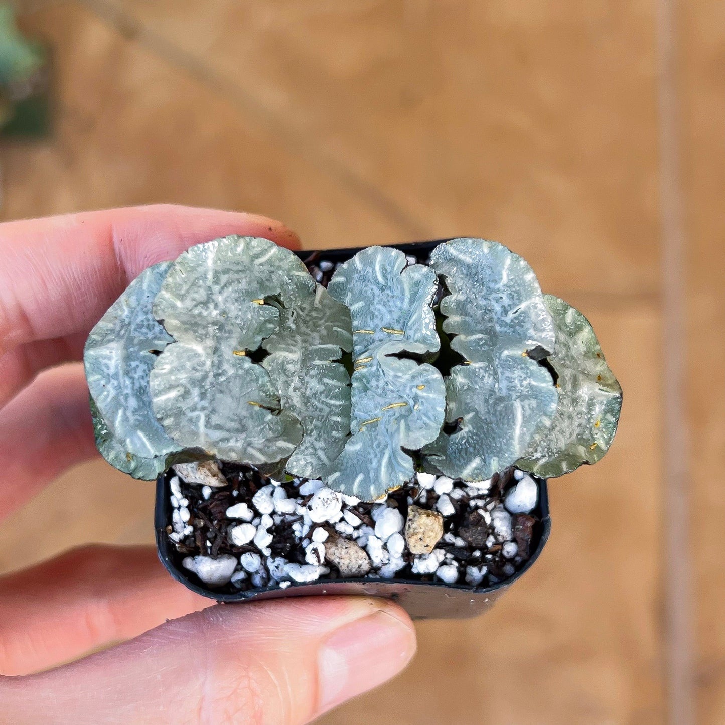 Haworthia Truncata White Mammoth (#HY4) | Impored Haworthia